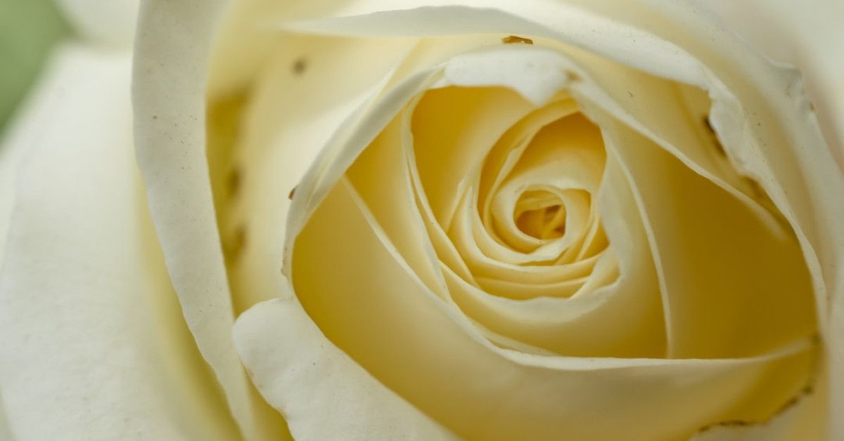 29th anniversary quotes, celebrating love and relationship milestones.