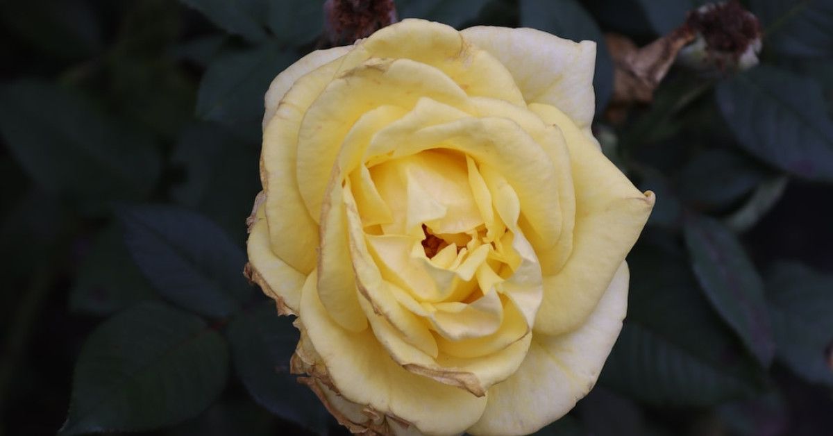 Image: Incredible anniversary celebration ideas for an unforgettable event.