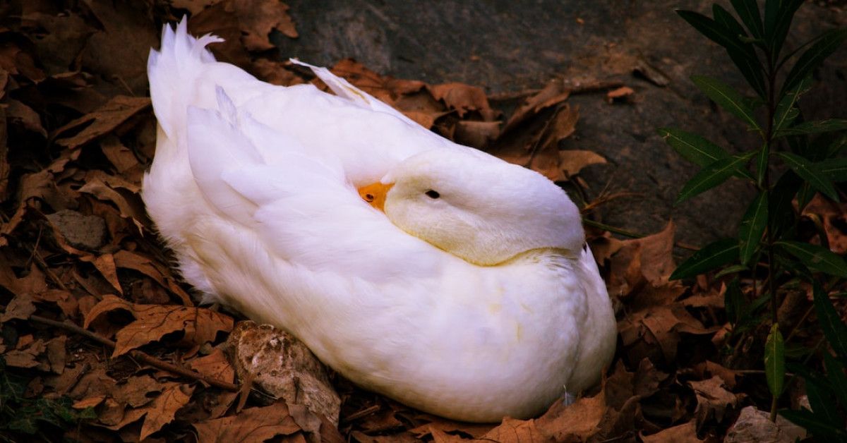 Traditional wedding anniversary colors by year, ultimate guide (SEO, accessibility).