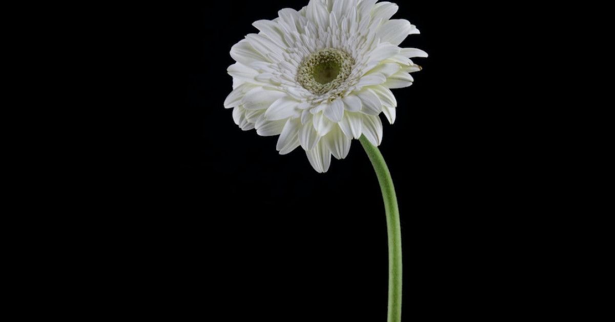 Celebration of 15 years for action-packed Transformers adventure.